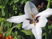 Acidanthera