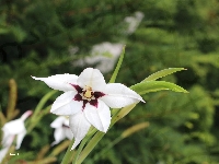 Acidanthera, Kwiat, Biały