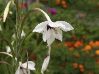 Acidanthera, Kwiat, Roślina