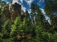 Drzewa, Narodowy Rezerwat Przyrody Skał Adrszpasko-Teplickich, Las, Czechy, Skały Teplickie, Roślinność