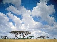Chmury, Afryka, Drzewa