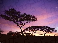Afryka, Drzewa