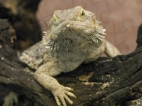 Agama