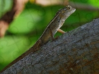 Agama, Drzewo