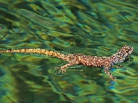Agama karłowata, Jaszczurka