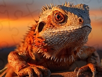 Agama brodata, Zbliżenie