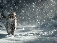 Grafika AI, Kot, Śnieg, Zima