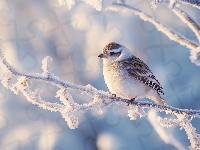 Ośnieżona, Ptak, Gałązka, AI
