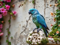 Kwitnące, Ptak, Ściana, AI, Papuga, Niebieska, Pnącza