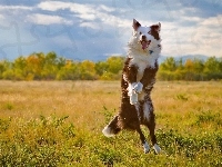 Border collie, Łąka