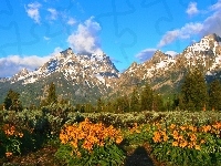 Łąka, Grand Teton, Góry, Las, Kwiaty