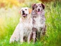 Łąka, Labrador retriever, Owczarek australijski, Trawa