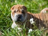 Łąka, Kwiaty, Pies, Shar pei, Trawa