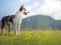 Łąka, Border collie, Widok, Góry, Trawa