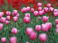 Różowe, Łąka, Tulipany