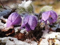 Śnieg, Sasanki, Łąka, Wiosna