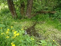 Strumyk, Łąka, Las