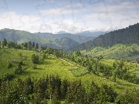 Lasy, Łąki, Góry
