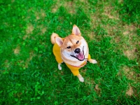 Akita inu, Pies