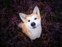 Akita Inu, Wrzos