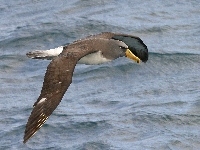 Albatros, Morze