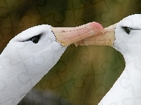 Albatrosy