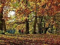 Aleja, Park, Liście, Jesień, Drzewa, Kolorowe