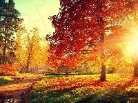 Aleja, Promienie Słońca, Jesień, Park, Drzewa