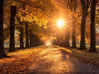 Jesień, Park, Drzewa, Aleja, Promienie słońca