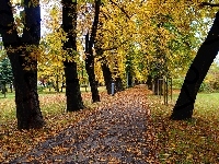 Alejka, Jesień, Park, Droga, Drzewa