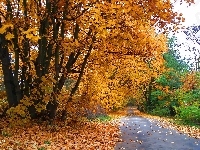 Alejka, Złota, Jesień, Park