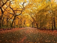 Drzewa, Nowy Jork, Liście, Stany Zjednoczone, Central Park, Alejka