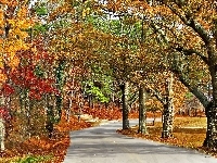 Alejka, Jesień, Park, Drzewa