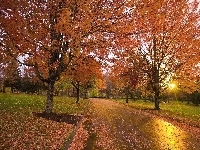 Alejka, Liście, Jesień, Park, Słońce