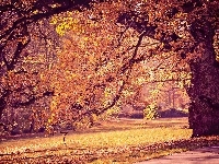 Alejki, Park, Drzewa, Jesień