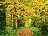 Ławeczki, Jesień, Park, Alejki, Liście