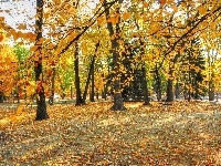 Ławki, Park, Alejki, Jesień