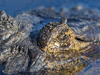 Aligator, Oczy