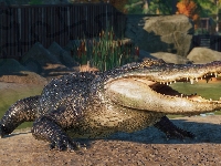 Planet Zoo, Gra, Aligator