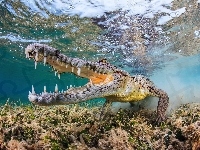 Aligator, Woda