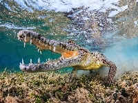 Aligator, Woda