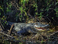 Aligator, Zarośla