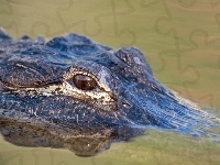 Aligator