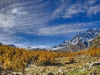 Region Piemont, Ośrodek narciarski Alpe Devero, Drzewa, Dolina Val Buscagna, Włochy, Góry Alpy, Jesień