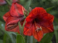 Amarylis, Gippeastrum