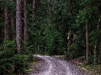 Ambona, Las, Droga, Wieżyczka