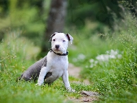 Amstaff, Pies, Szczeniak, American Staffordshire Terrier