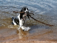 Amerykański spaniel dowodny, Aport