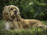 Leżący, Cocker spaniel amerykański