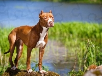 Amerykański pitbull terrier, Rzeka